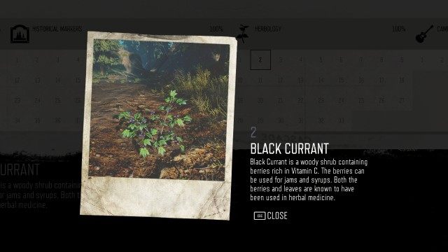 Black Currant (Cascade) (#2)