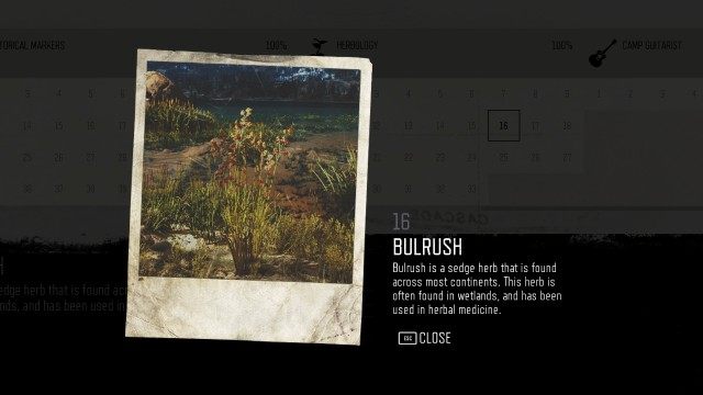 Bulrush (Lost Lake) (#16)