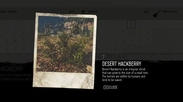 Desert Hackberry (#7)