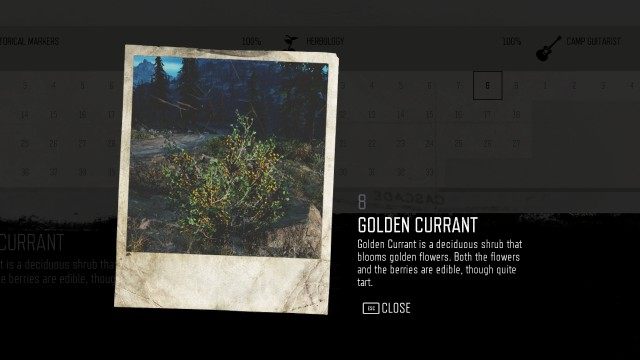 Golden Currant (Iron Butte) (#8)