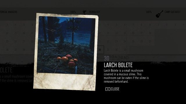 Larch Bolete (Iron Butte) (#30)