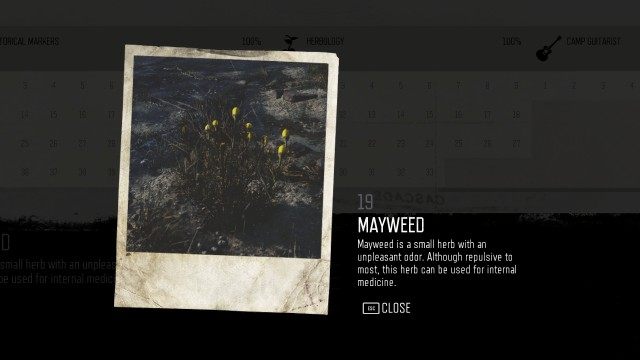 Mayweed (#19)