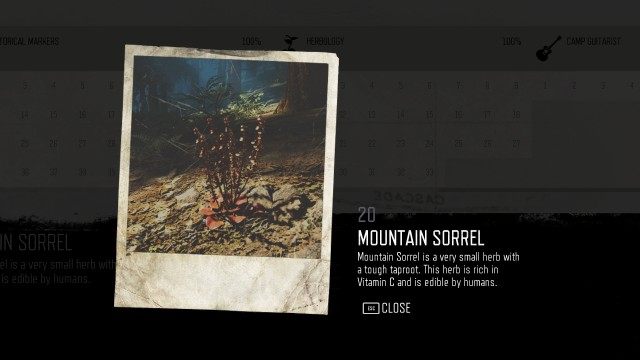 Mountain Sorrel (#20)