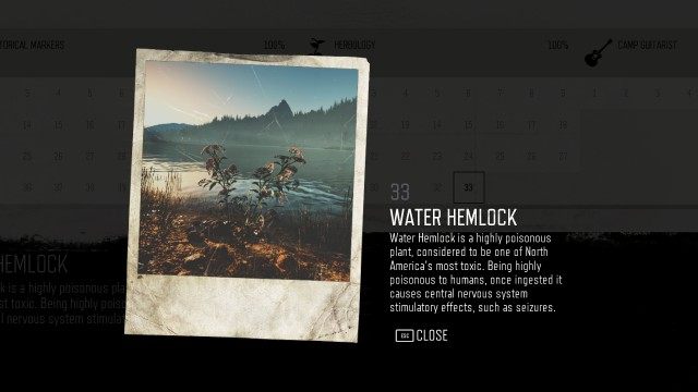 Water Hemlock (Highway 97) (#33)