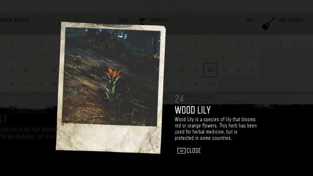 Wood Lily (Cascade) (#24)